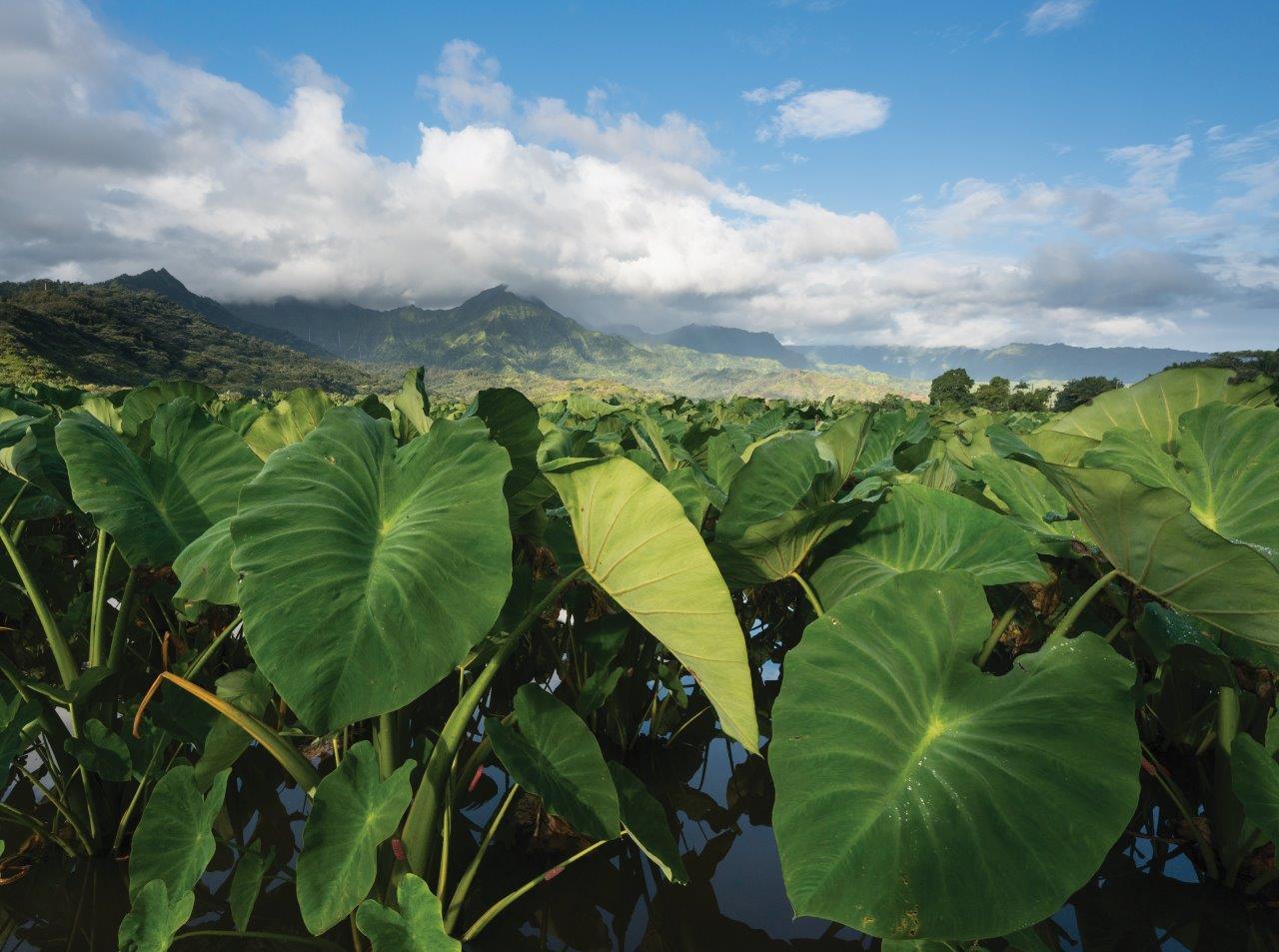 Hawai'i Soul Kalo Field